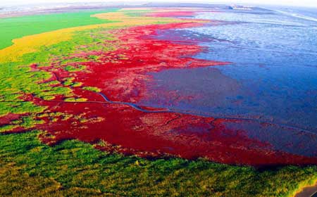 红海滩国家风景廊道 | 中国最美湿地