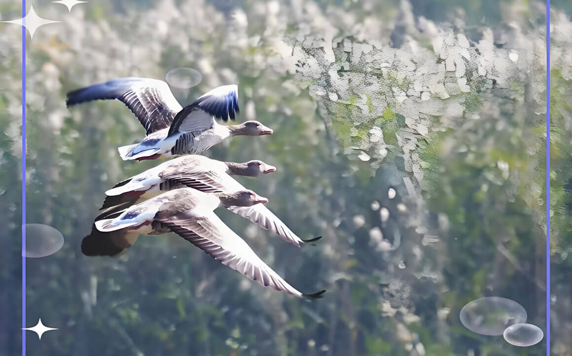 洞庭湖观鸟记：候鸟守护者的湿地日记