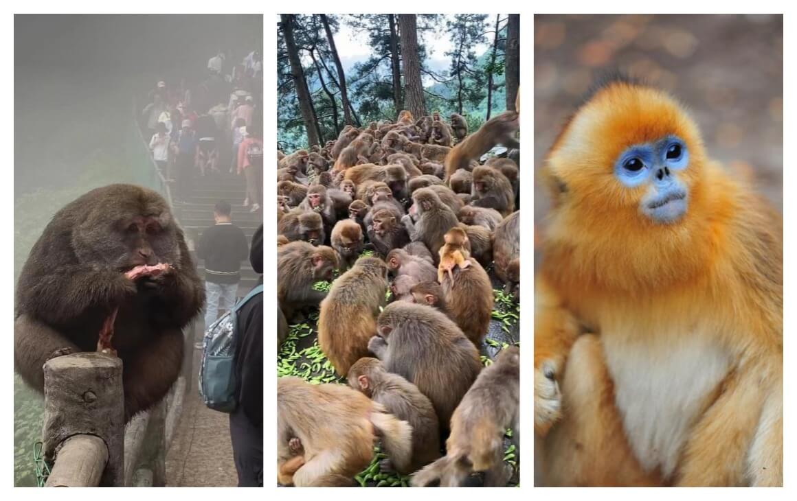 峨眉山猴群"黑社会"：与流氓猴斗智斗勇指南