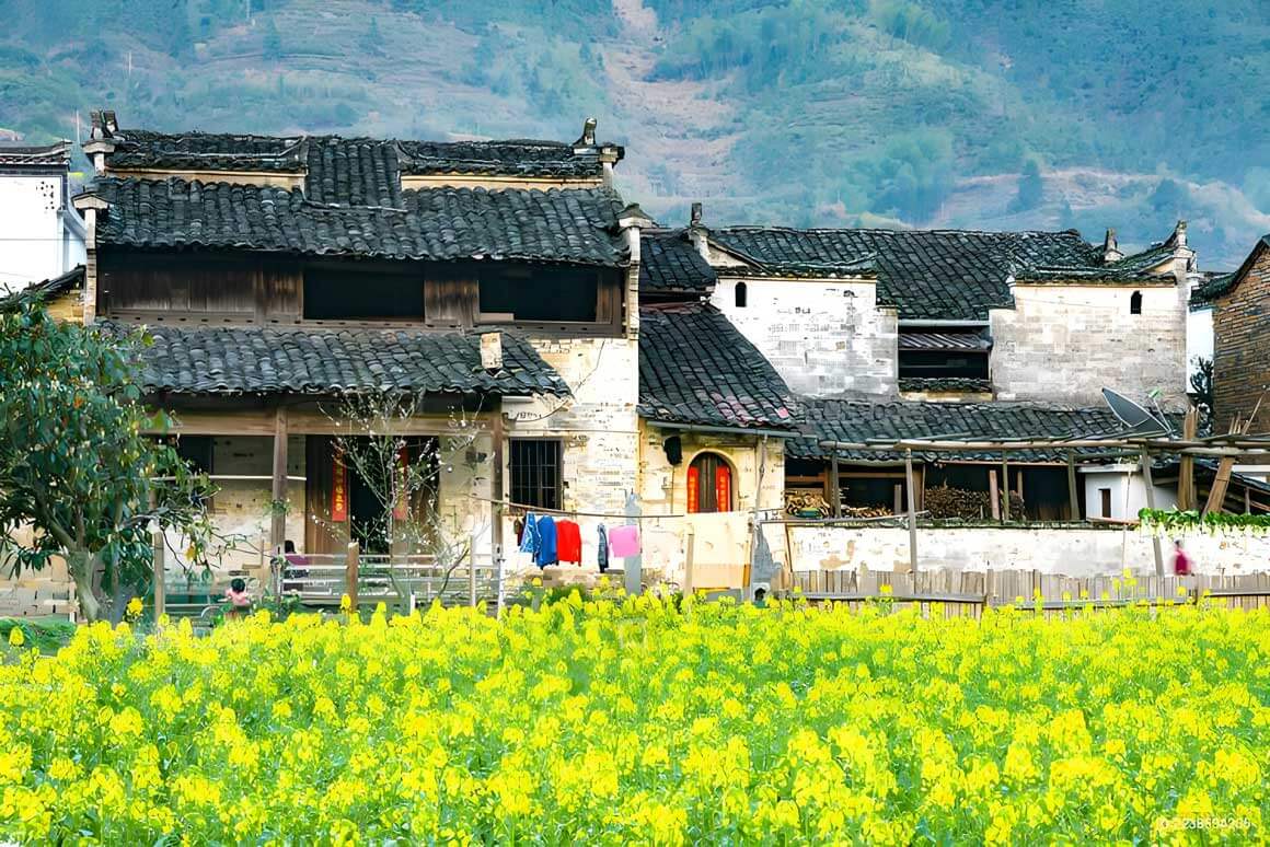 婺源徽派文化之旅：2026油菜花季摄影机位大全