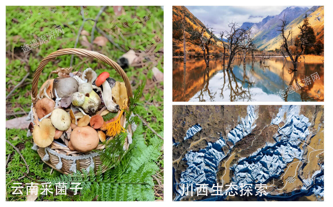 研学科普游新趋势：云南采菌子+川西生态探索攻略