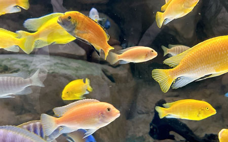 上海海洋水族馆 | 世界最大的人造海水水
