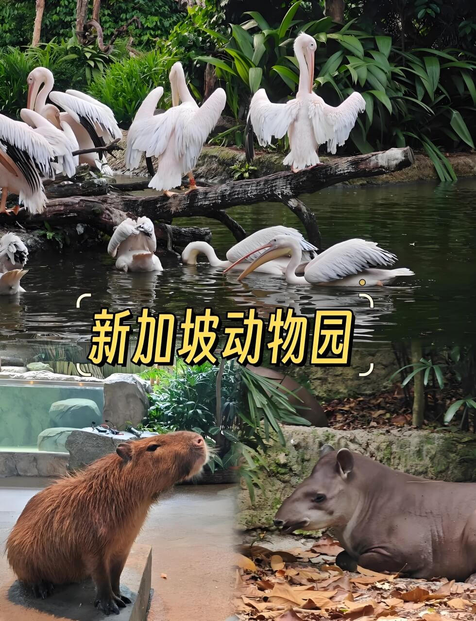 新加坡动物园.jpg