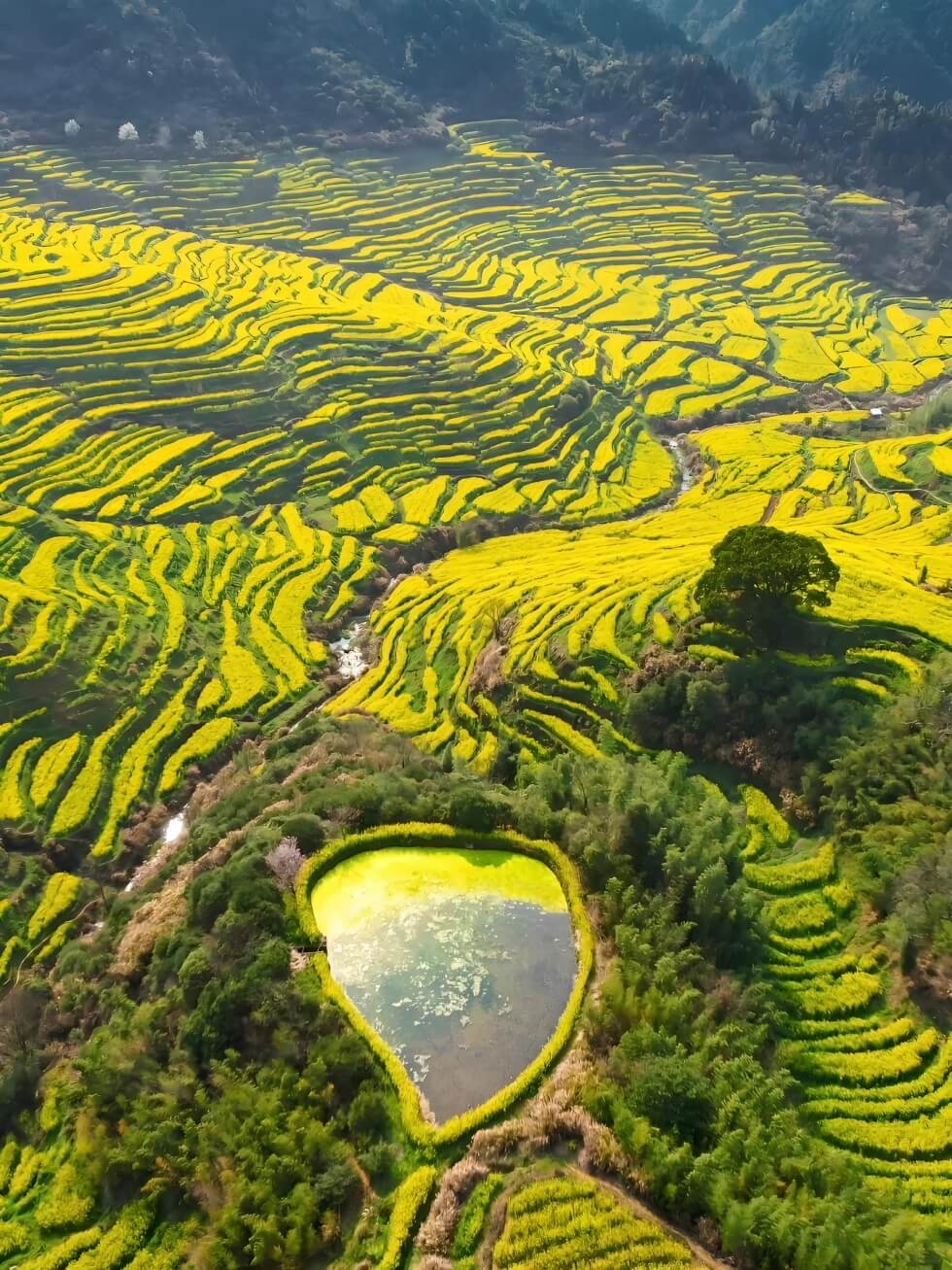 徽派古村的春日梯田.jpg