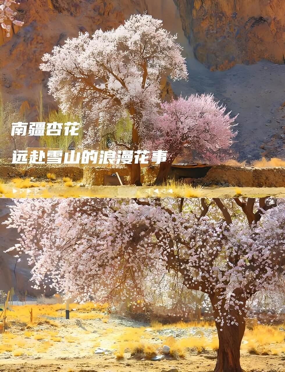 新疆帕米尔高原杏花攻略：追随着塔吉克族人的脚步走进春天