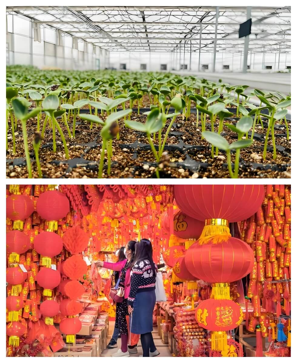 温室育苗 + 年俗准备.jpg