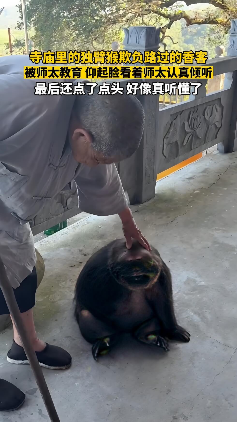 独臂猴欺负香客被师太教育，香客进峨眉山前必知的5条安全守则