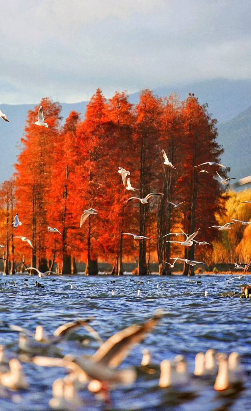 11月份云南适合旅游的地方都有哪些？都有哪些好玩的旅游景点和美食？