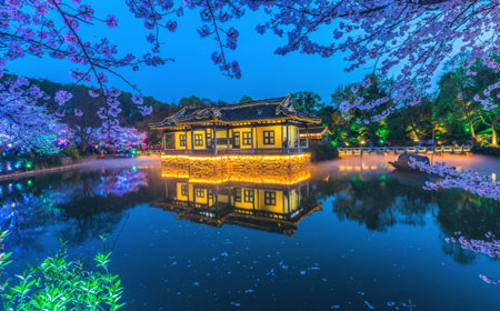 无锡太湖鼋头渚 | 世界三大赏樱胜地之一