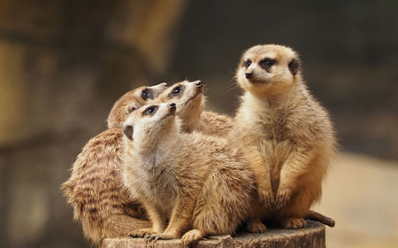 南京红山森林动物园 | 中国最尊重动物的动物园