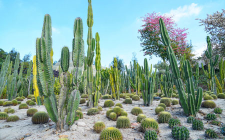 厦门园林植物园 | 山海植物王国
