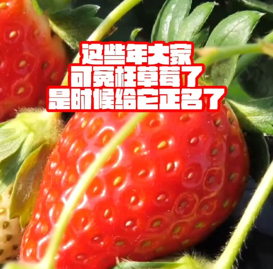 草莓这些年可冤死了.jpg