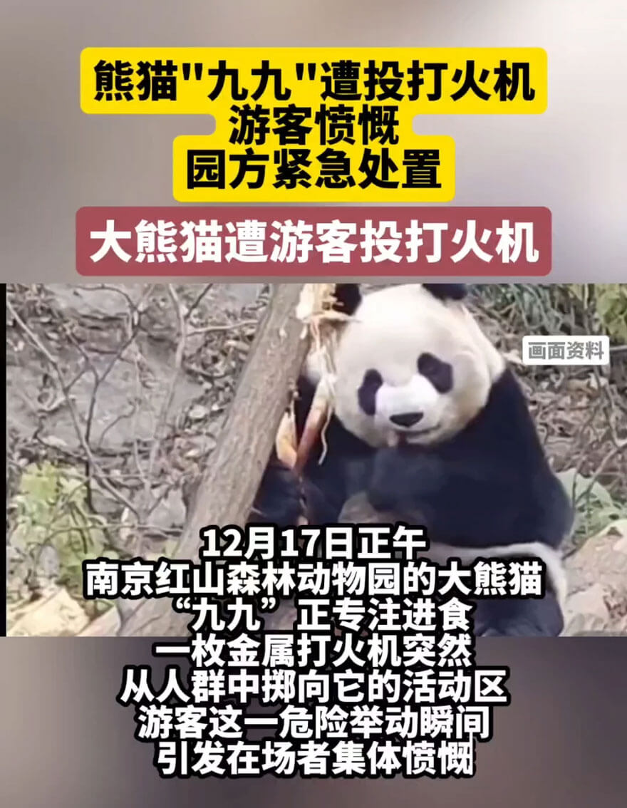 大熊猫九九遭游客故意投掷打火机，如何做到让人人都遵守文明旅游，爱护动物呢？