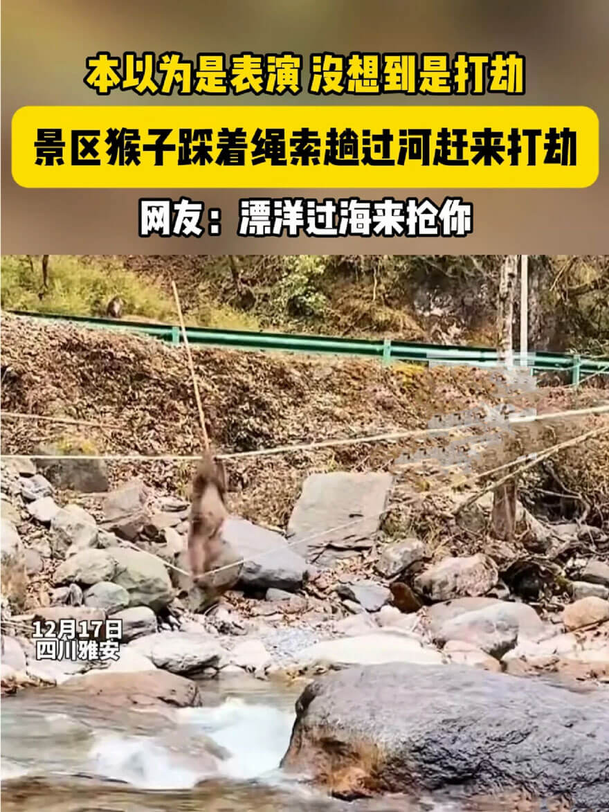 猴子攀绳索过河来 以为表演却是打劫，外出旅游都有哪些奇怪的遭遇？