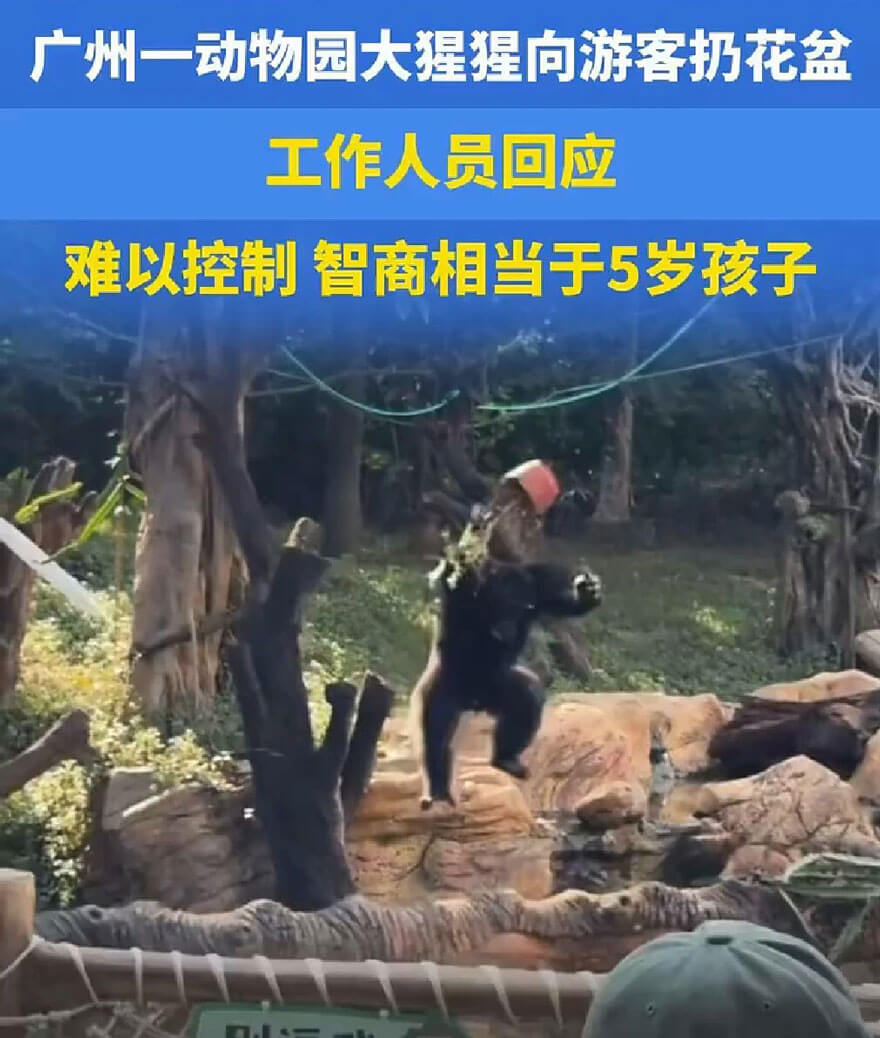广东一动物园猩猩拿花盆砸游客，人和动物如何和谐相处？